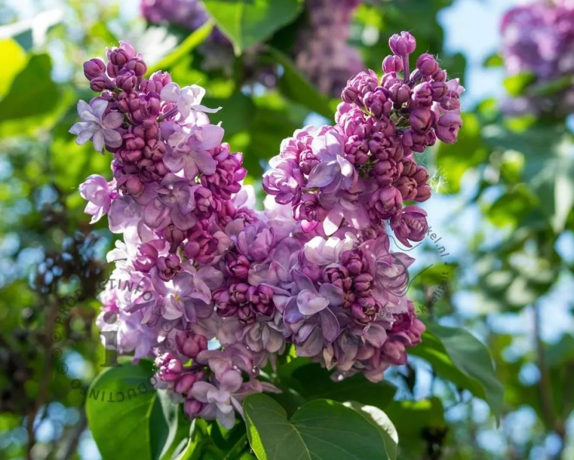 Syringa vulgaris 'Nadezhda'