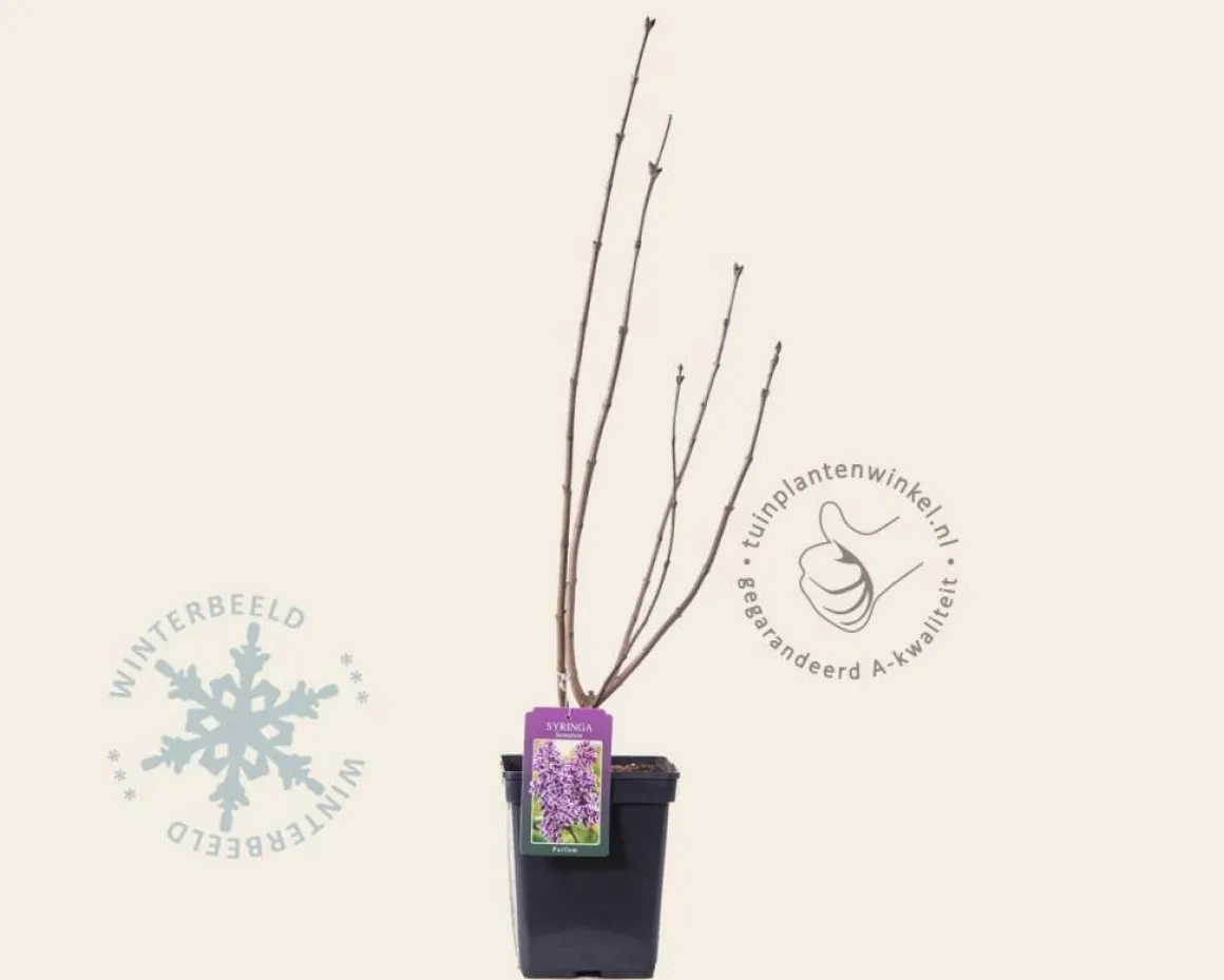 Syringa vulgaris 'Sensation'