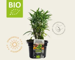 Tagetes lucida Puur