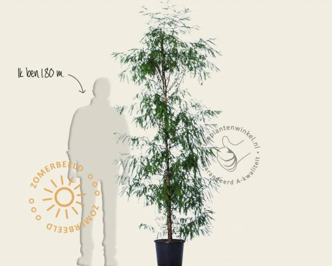 Taxodium distichum - beveerd