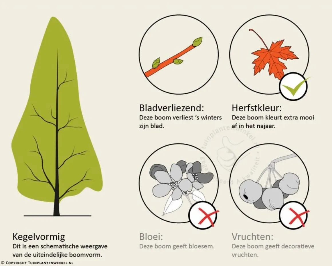 Taxodium distichum - beveerd