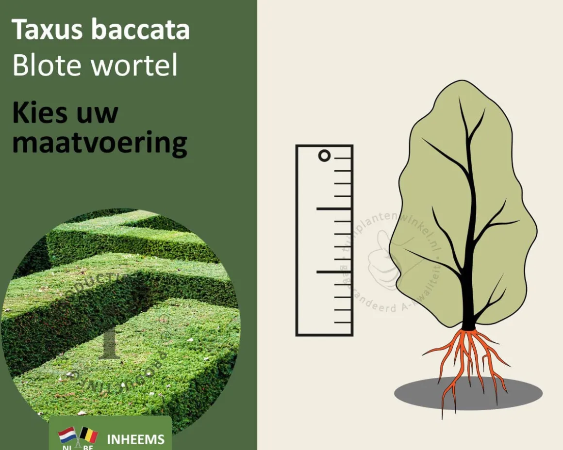 Taxus baccata - blote wortel