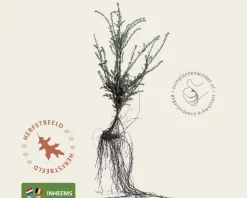 Taxus baccata - blote wortel