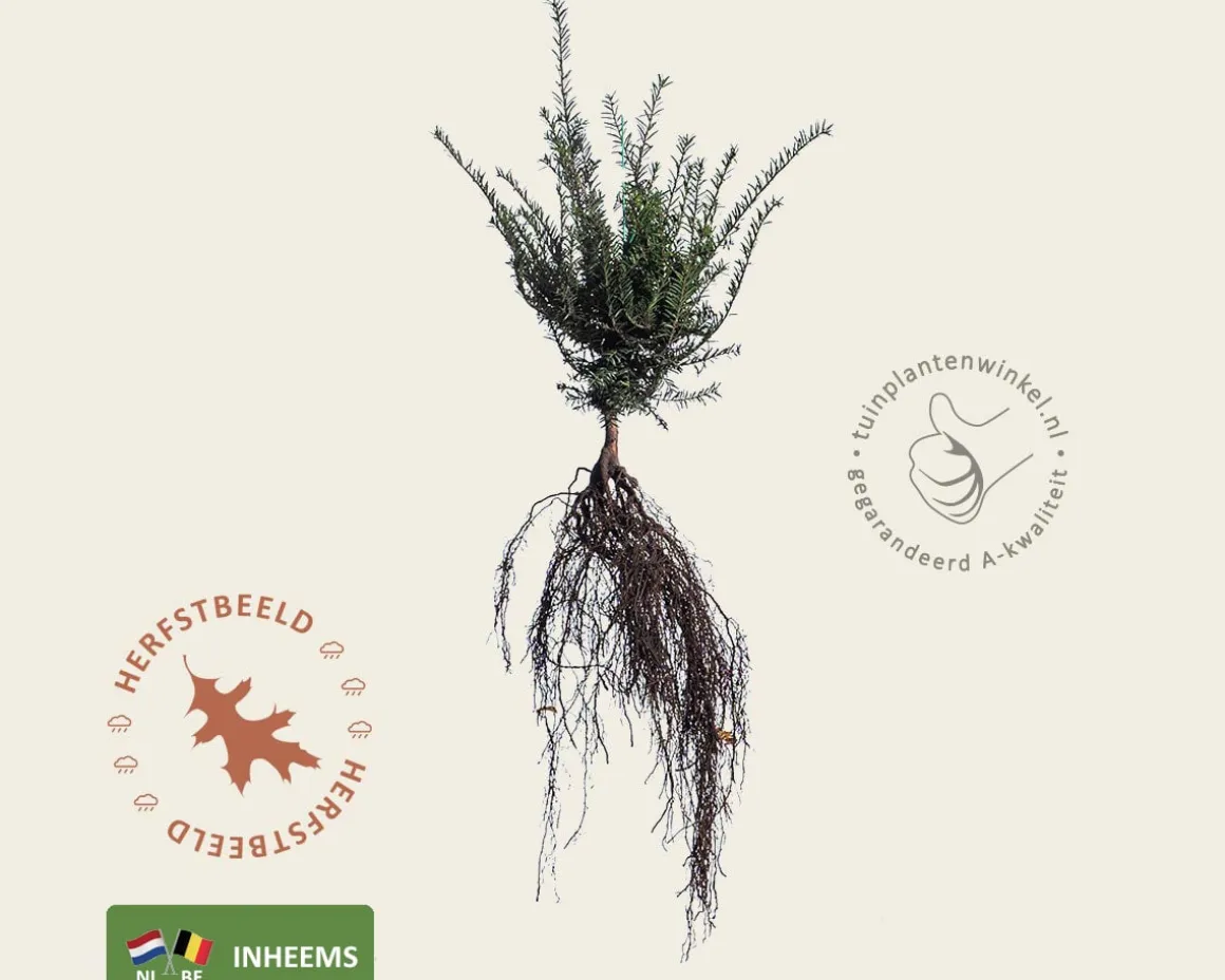 Taxus baccata - blote wortel