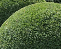 Taxus baccata - bolvorm