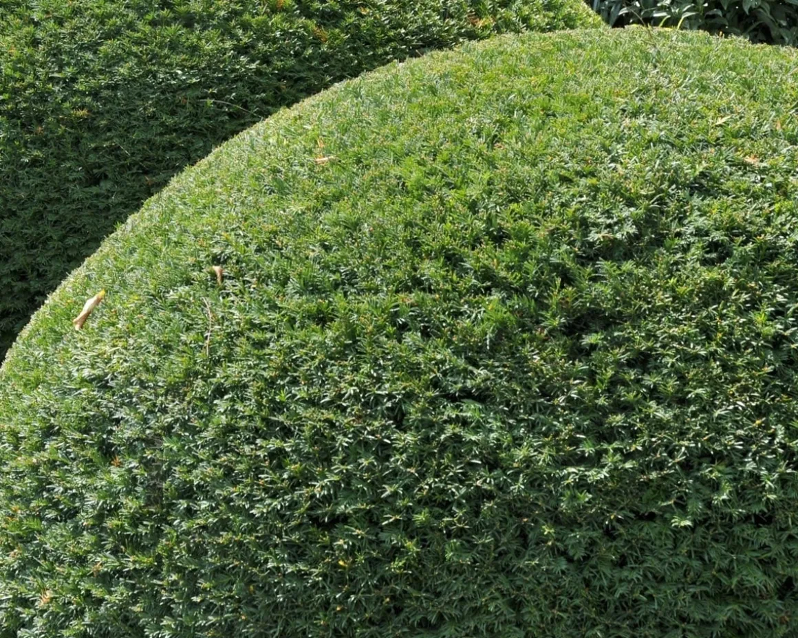 Taxus baccata - bolvorm