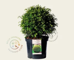 Taxus baccata - bolvorm