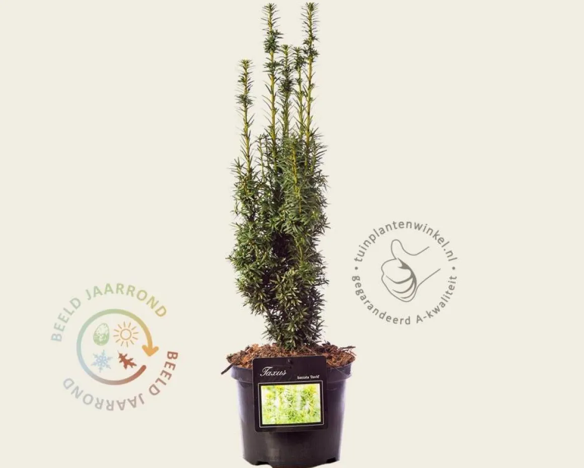 Taxus baccata 'David'