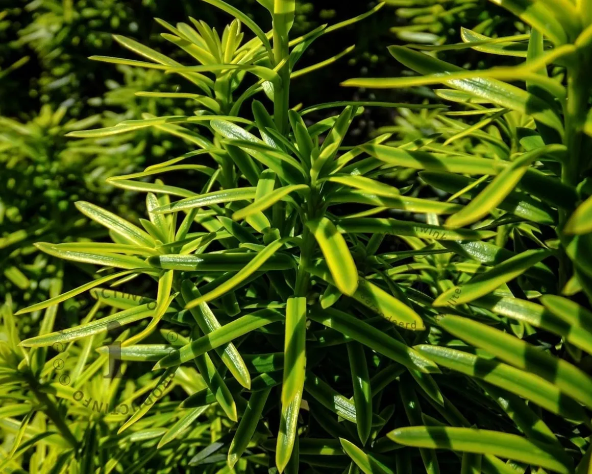 Taxus baccata 'David'