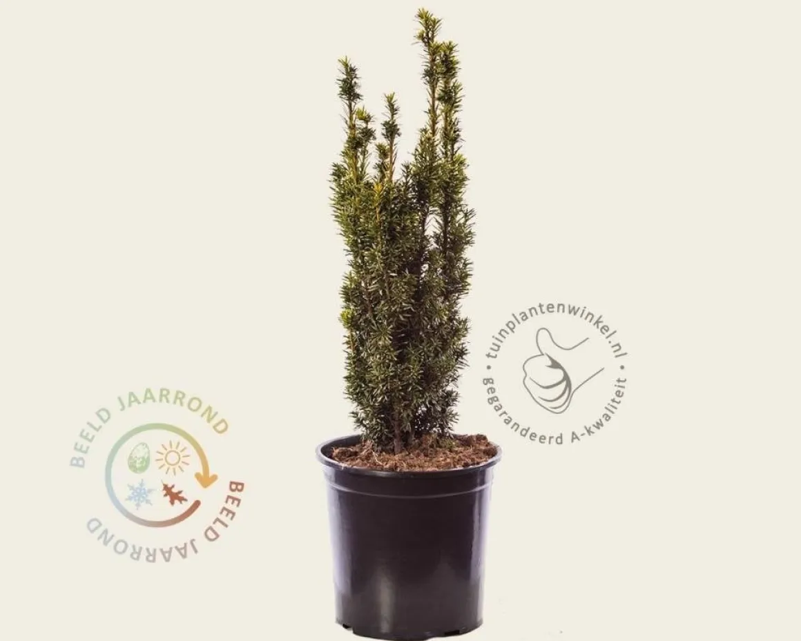 Taxus baccata 'David'