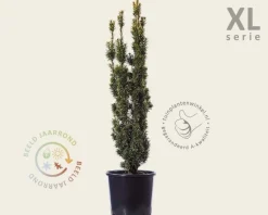 Taxus baccata 'David' - in pot - XL