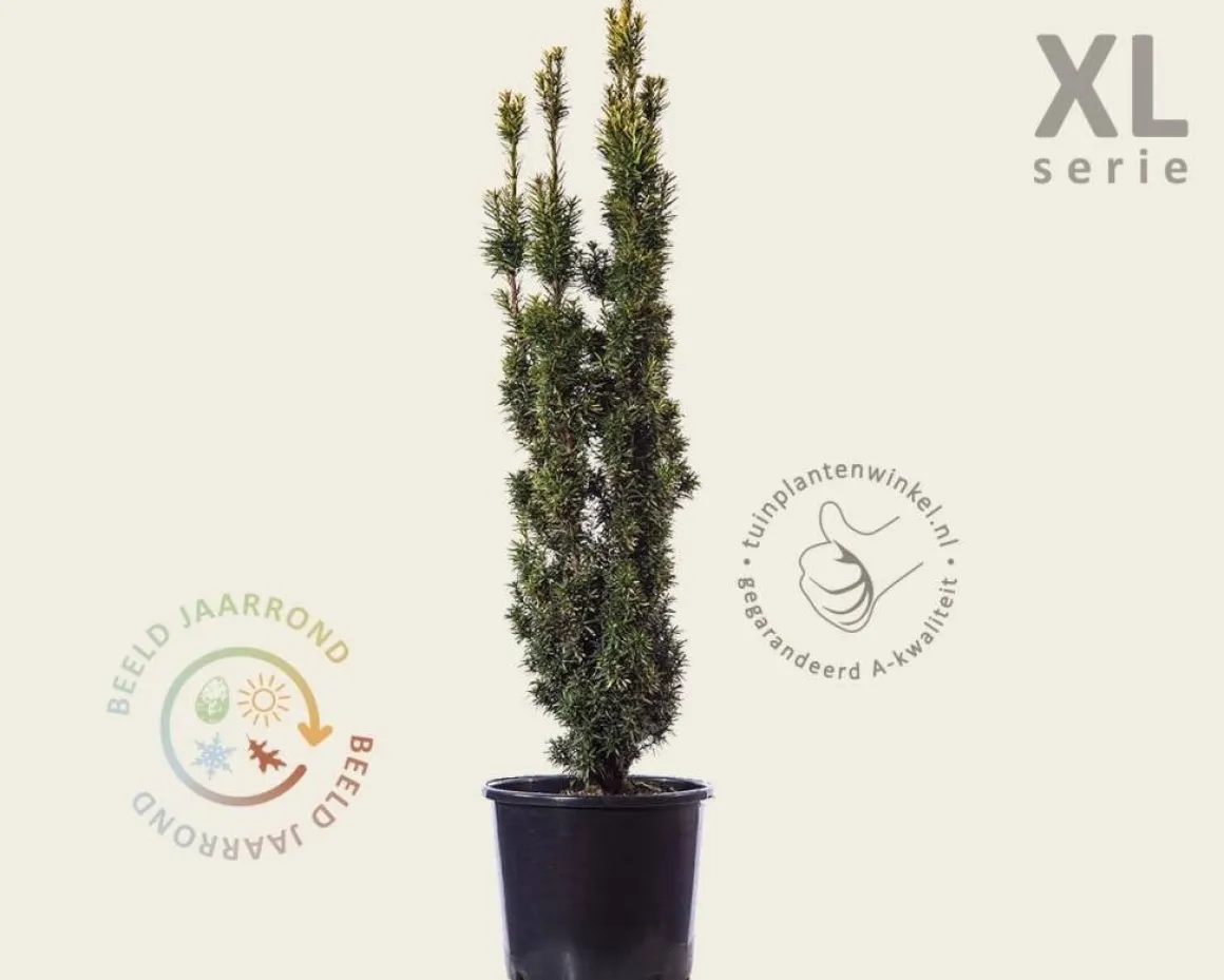 Taxus baccata 'David' - in pot - XL