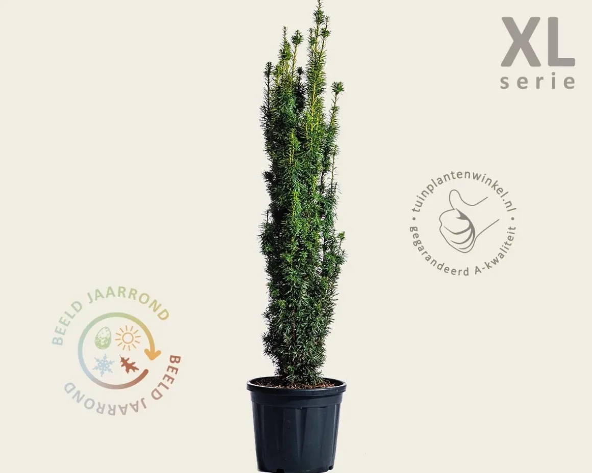 Taxus baccata 'David' - in pot - XL