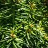Taxus baccata 'Fastigiata' 120/140 - in pot