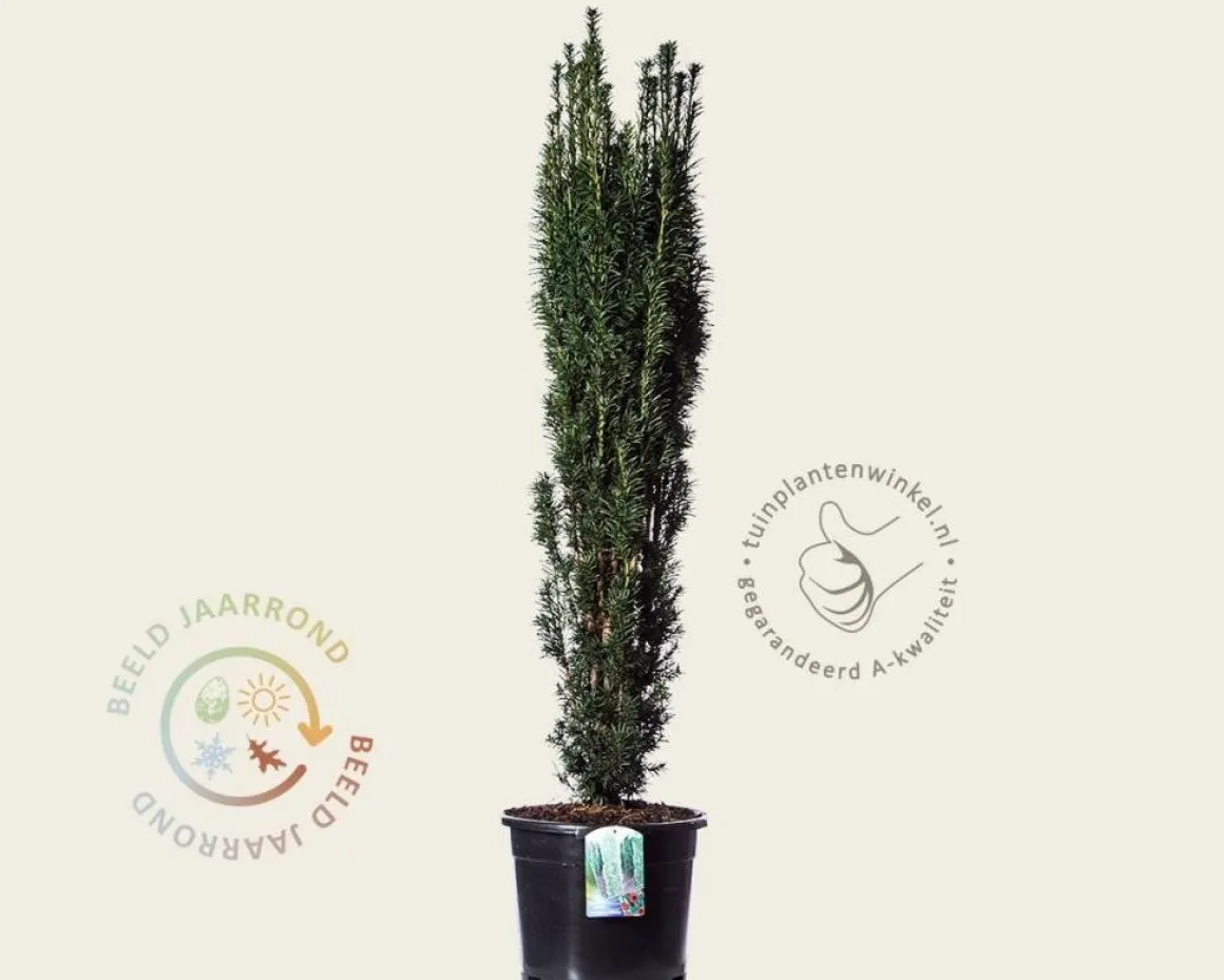 Taxus baccata 'Fastigiata' 120/140 - in pot