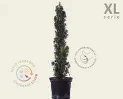 Taxus baccata 'Fastigiata' 80/100 - in pot - XL