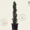 Taxus baccata 'Fastigiata Robusta' - in pot - XL