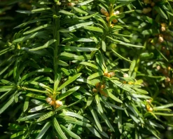 Taxus baccata 'Fastigiata Robusta' - in pot - XL