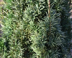 Taxus baccata 'Fastigiata Robusta'