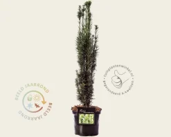 Taxus baccata 'Fastigiata Robusta'