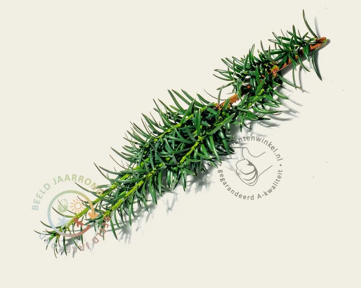Taxus baccata 'Fastigiata Robusta' - Excellent