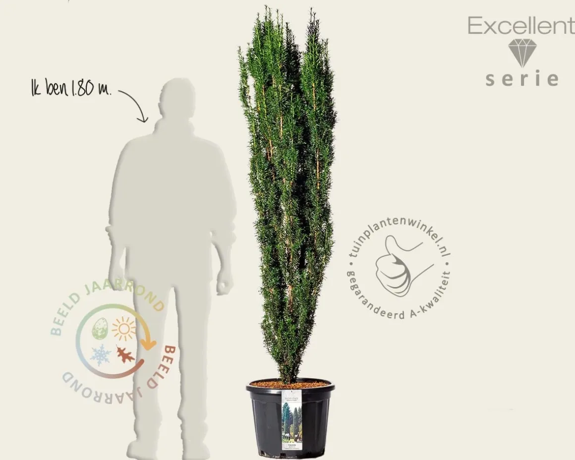 Taxus baccata 'Fastigiata Robusta' - Excellent