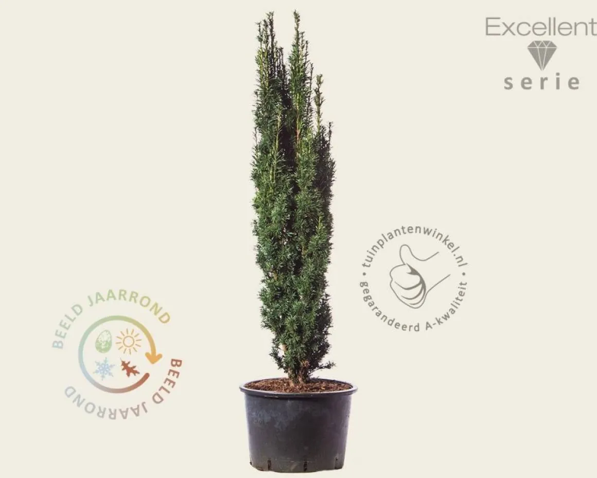 Taxus baccata 'Fastigiata Robusta' - Excellent