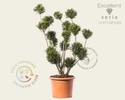 Taxus baccata 'Groenland' - bonsai - Excellent