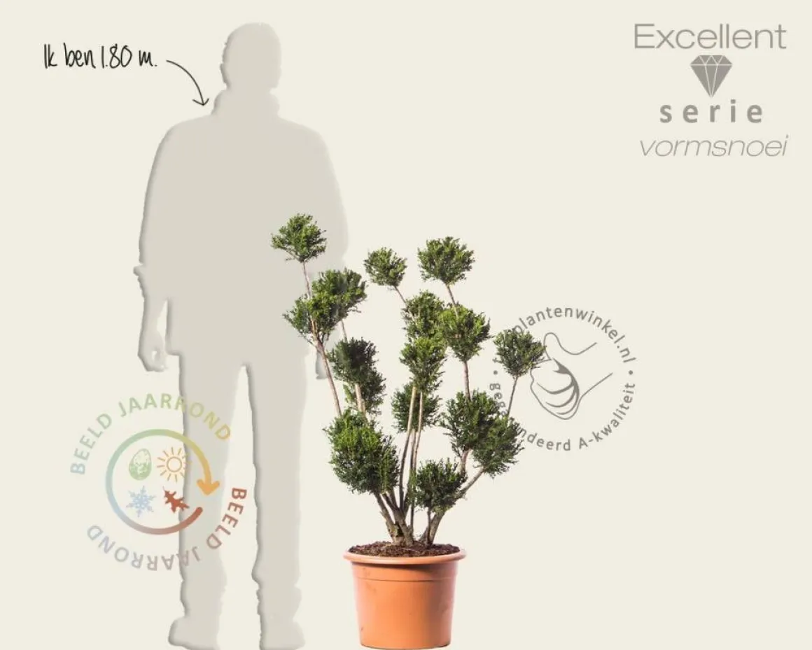 Taxus baccata 'Groenland' - bonsai - Excellent