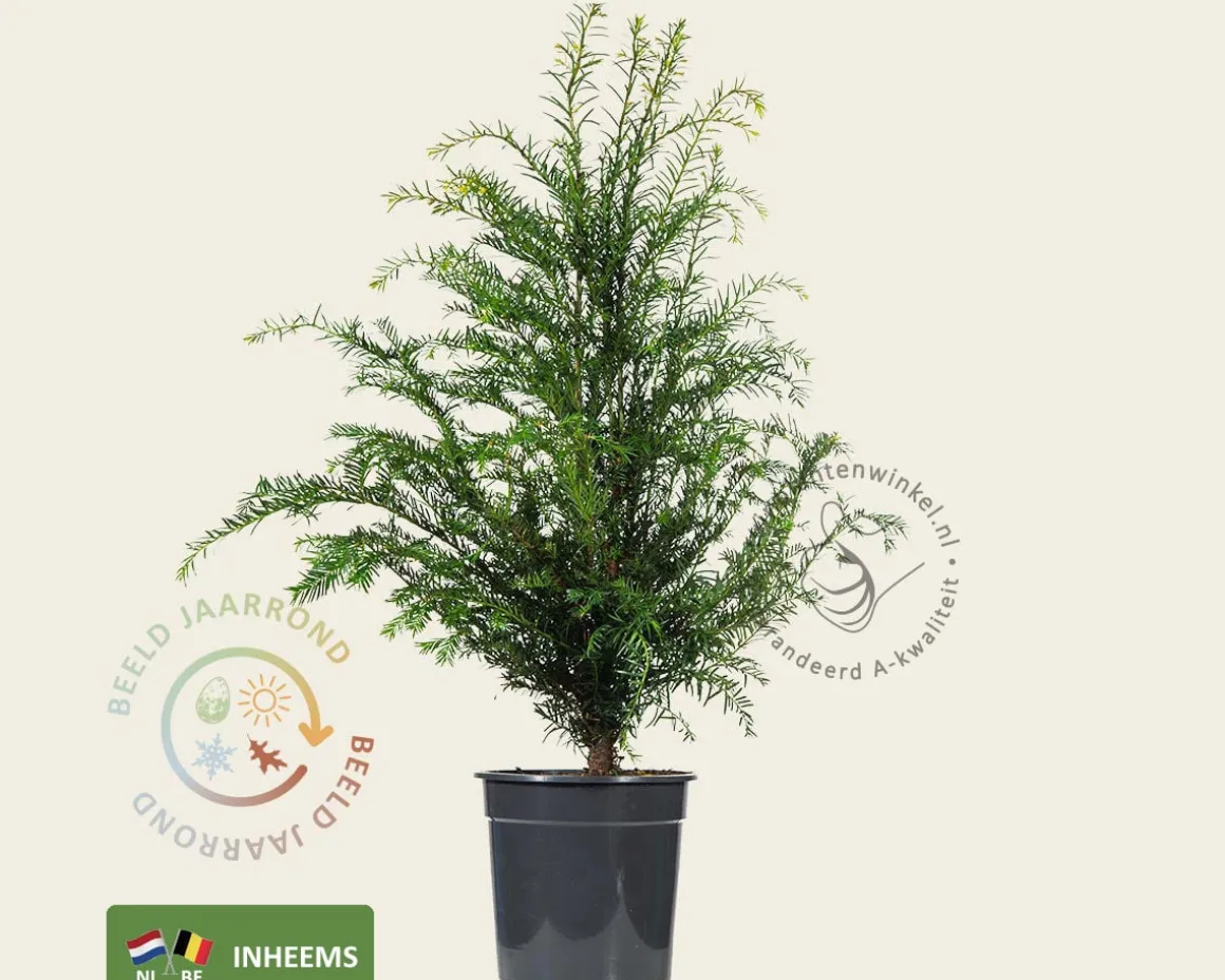 Taxus baccata - in pot