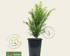 Taxus baccata - in pot