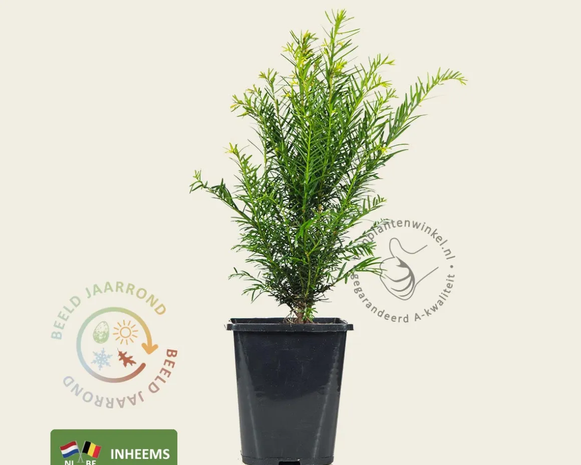 Taxus baccata - in pot