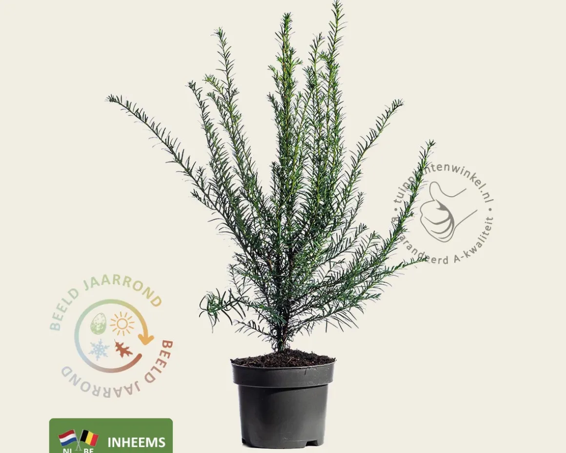 Taxus baccata - in pot