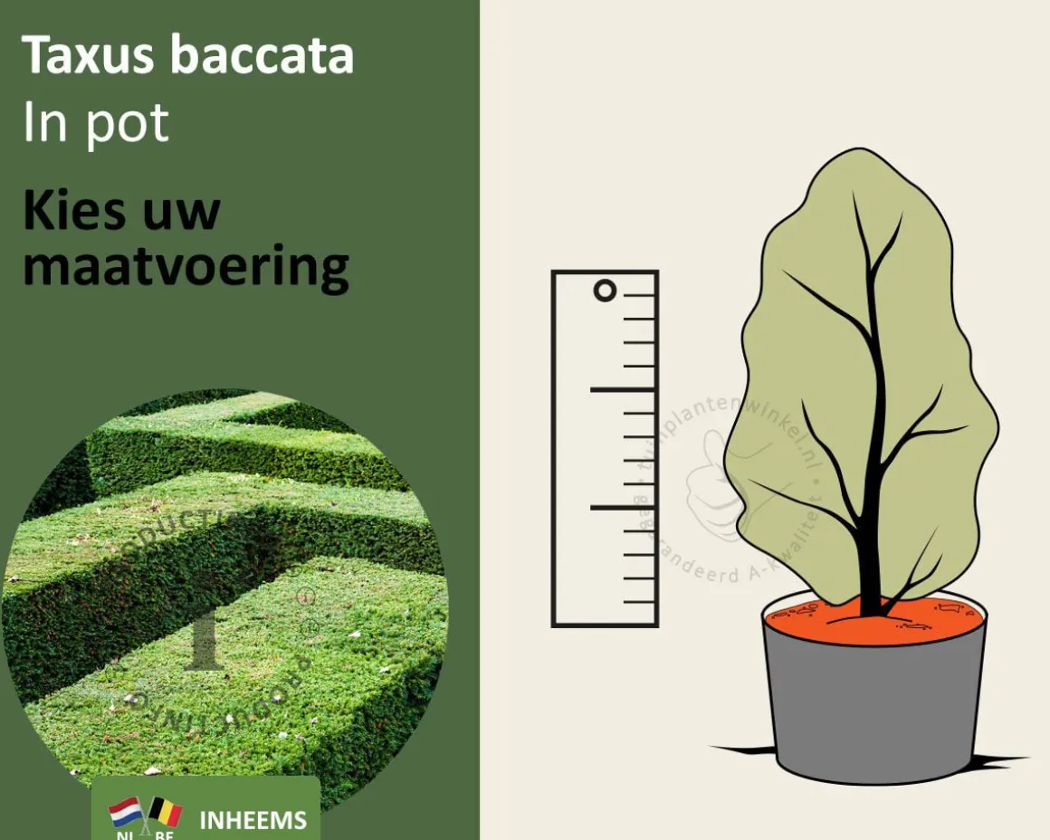 Taxus baccata - in pot