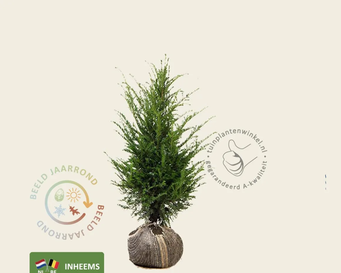Taxus baccata - kluit