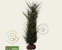 Taxus baccata - kluit