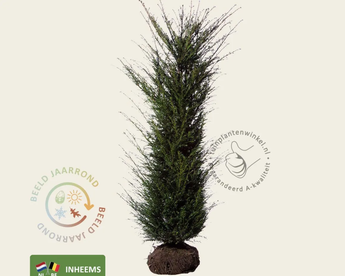 Taxus baccata - kluit