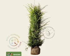 Taxus baccata - kluit