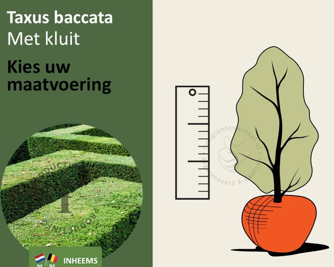 Taxus baccata - kluit