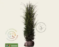 Taxus baccata - kluit