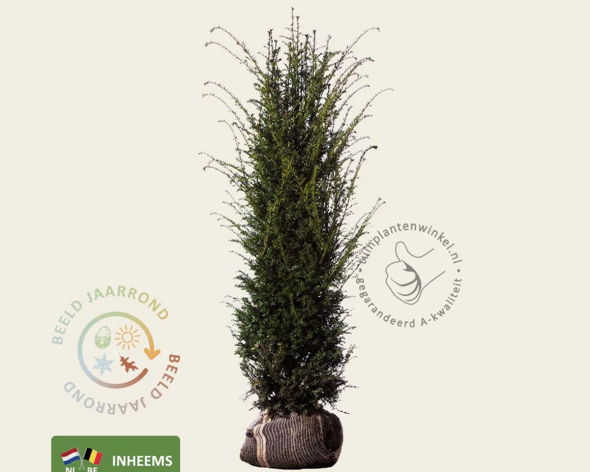 Taxus baccata - kluit