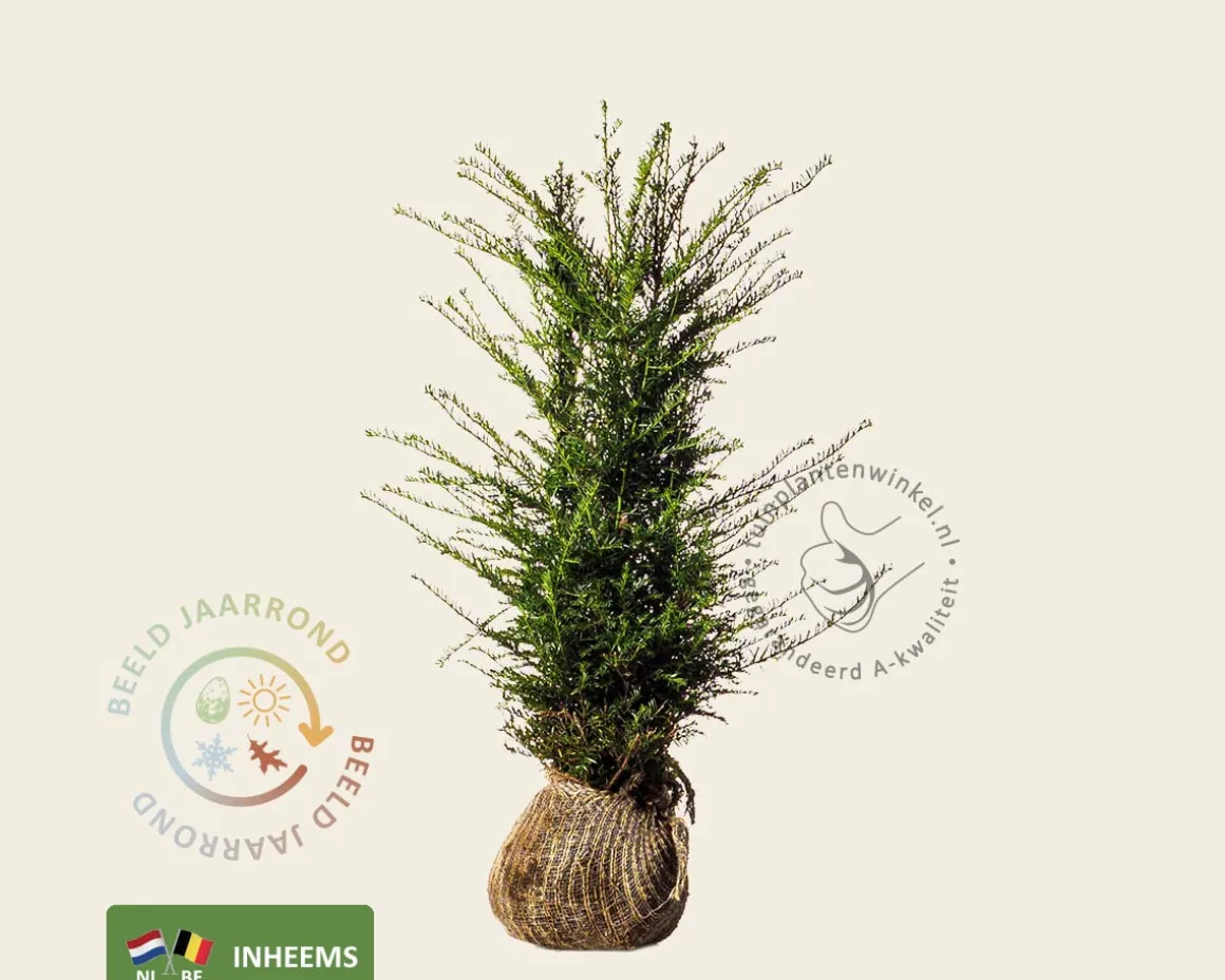 Taxus baccata - kluit