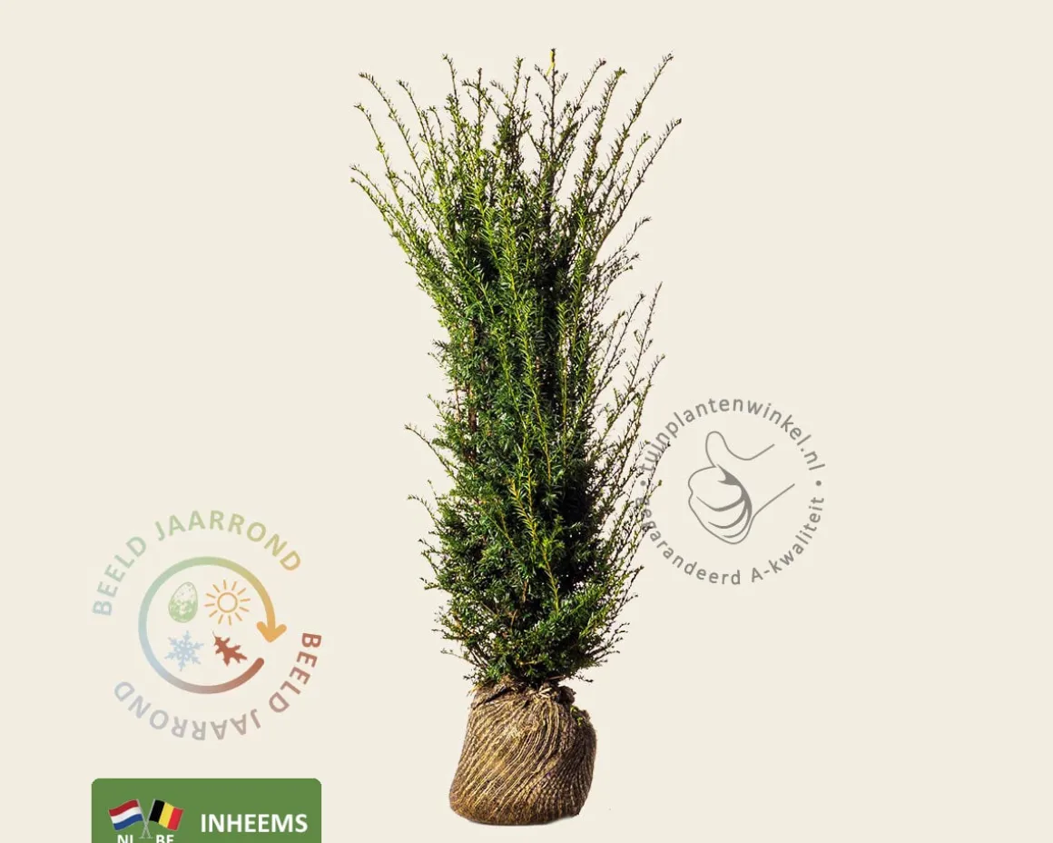 Taxus baccata - kluit