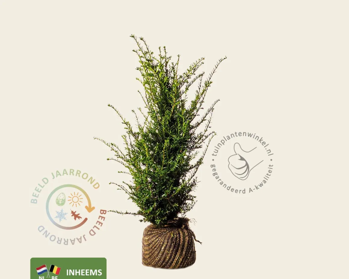 Taxus baccata - kluit
