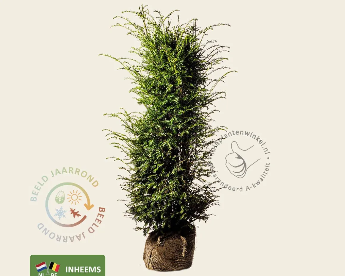 Taxus baccata - kluit