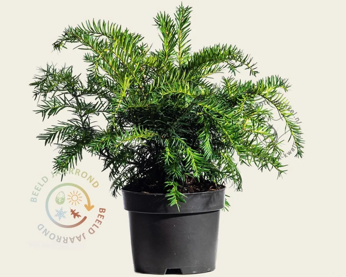 Taxus baccata 'Repandens'
