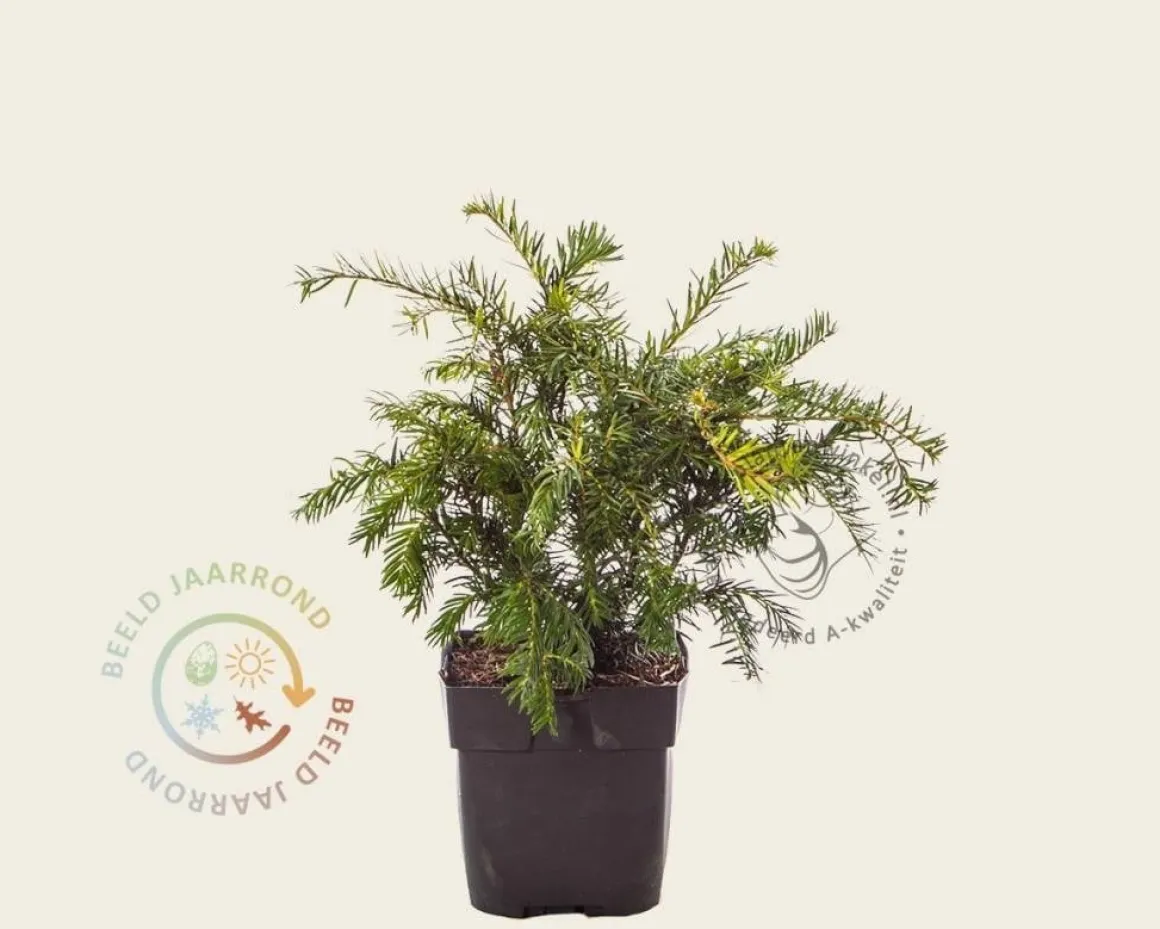 Taxus baccata 'Repandens'