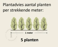 Taxus baccata 'Repandens'