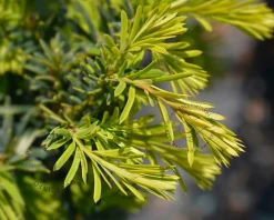 Taxus baccata 'Summergold'