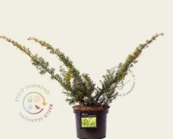 Taxus baccata 'Summergold'